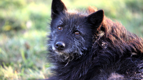 Pourquoi mon chien tremble ?