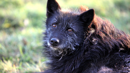 Pourquoi mon chien tremble ?
