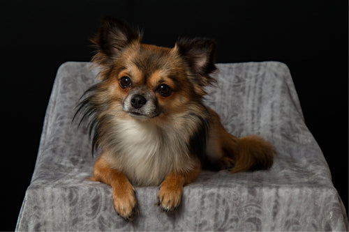 Le Chien Idéal pour les Espaces Réduits: Trouvez Votre Race de Chien Petit!