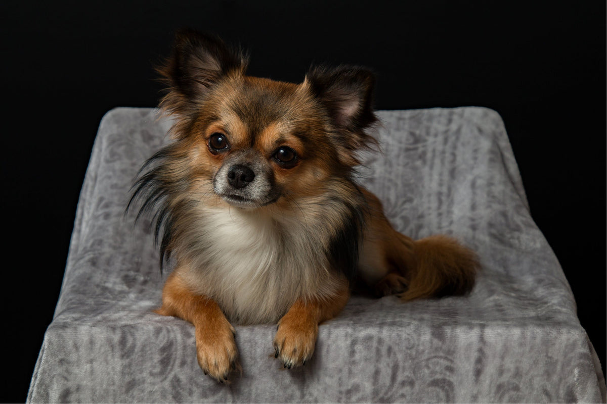 Le Chien Idéal pour les Espaces Réduits: Trouvez Votre Race de Chien Petit!